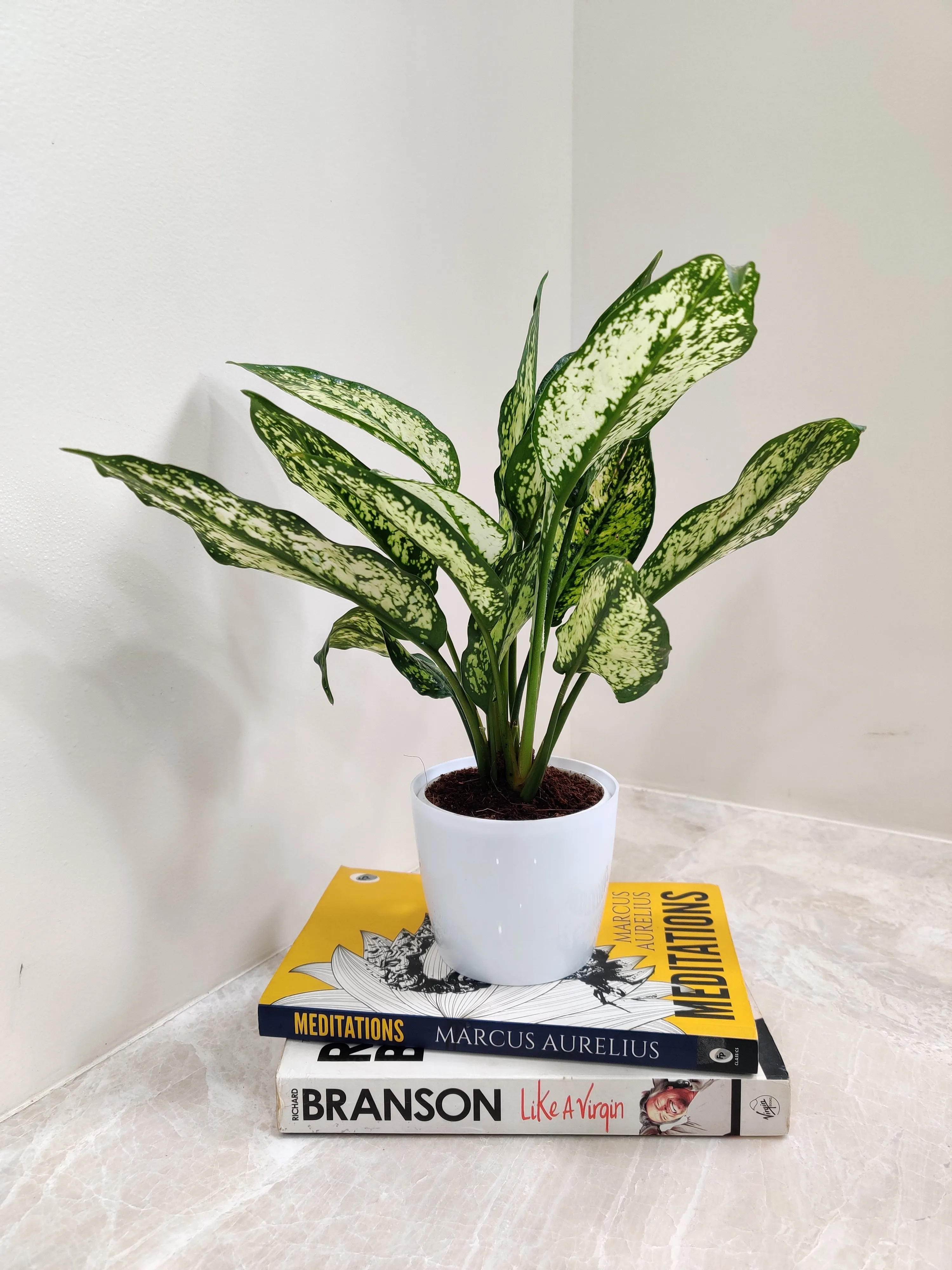 Aglaonema Snow White Plant