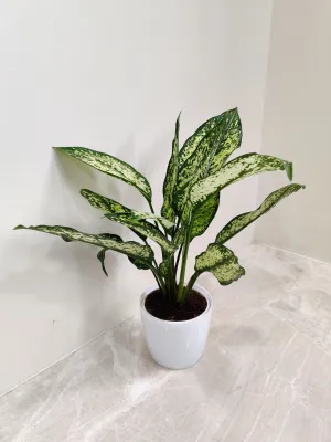 Aglaonema Snow White Plant