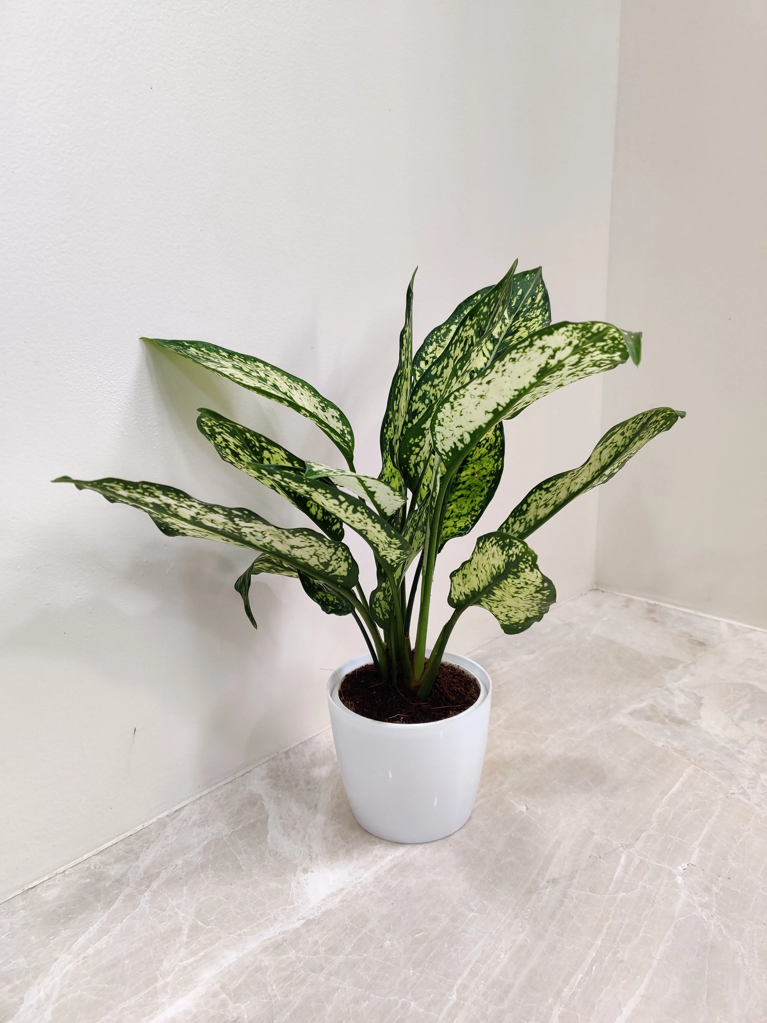 Aglaonema Snow White Plant