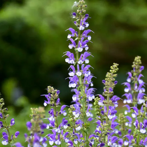 Color Spires® Azure Snow Salvia