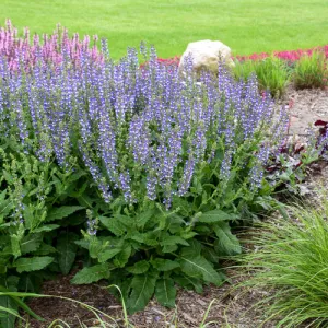 Color Spires® Azure Snow Salvia