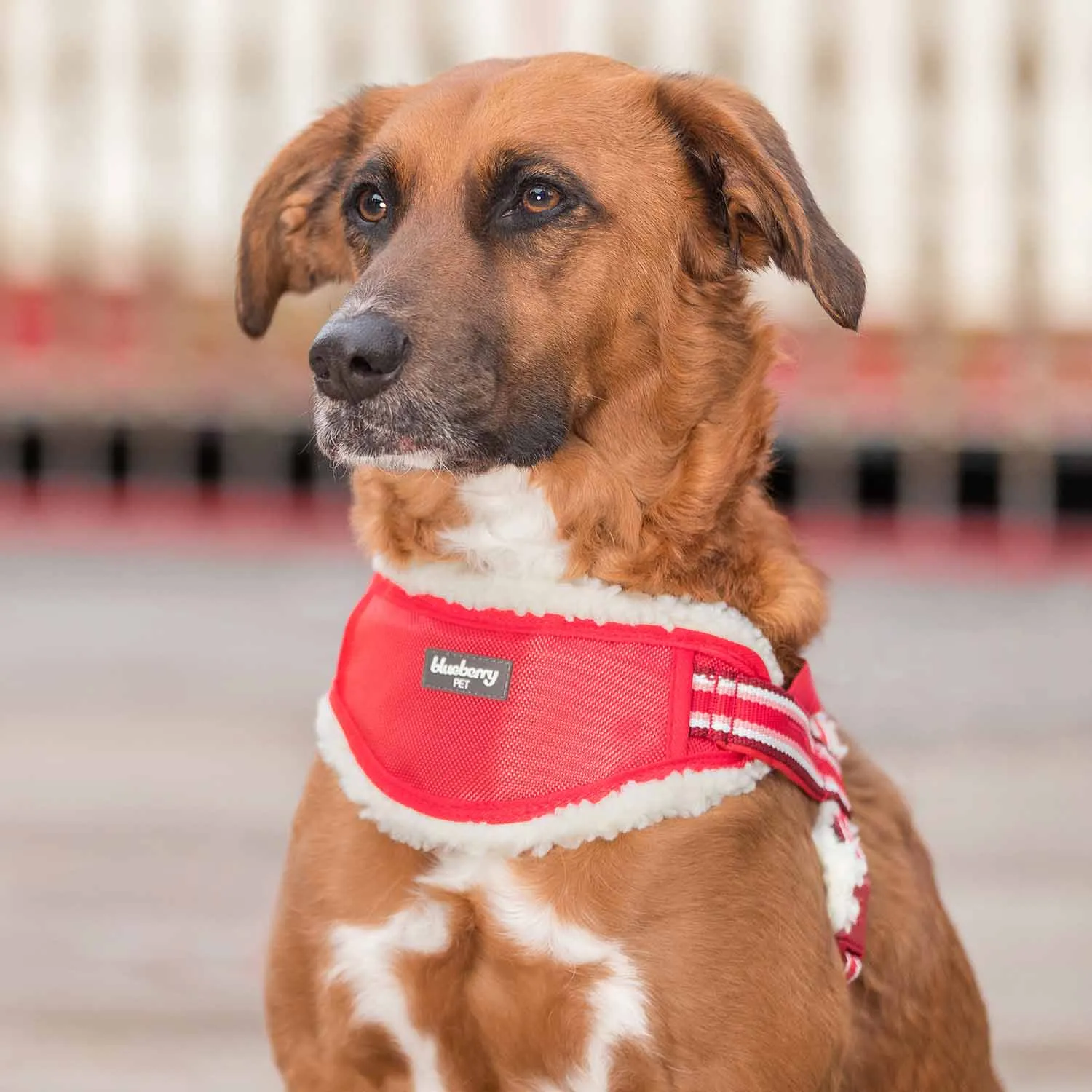 Easy On/Off | Sherpa Fleece Padded Dog Harness in Multi-color Stripes