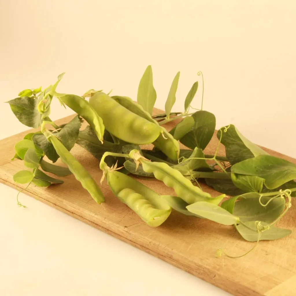 Snow Pea Oregon Sugar Pod II / Pois des Neiges Oregon Sugar Pod II | Tourne-Sol Organic Seeds