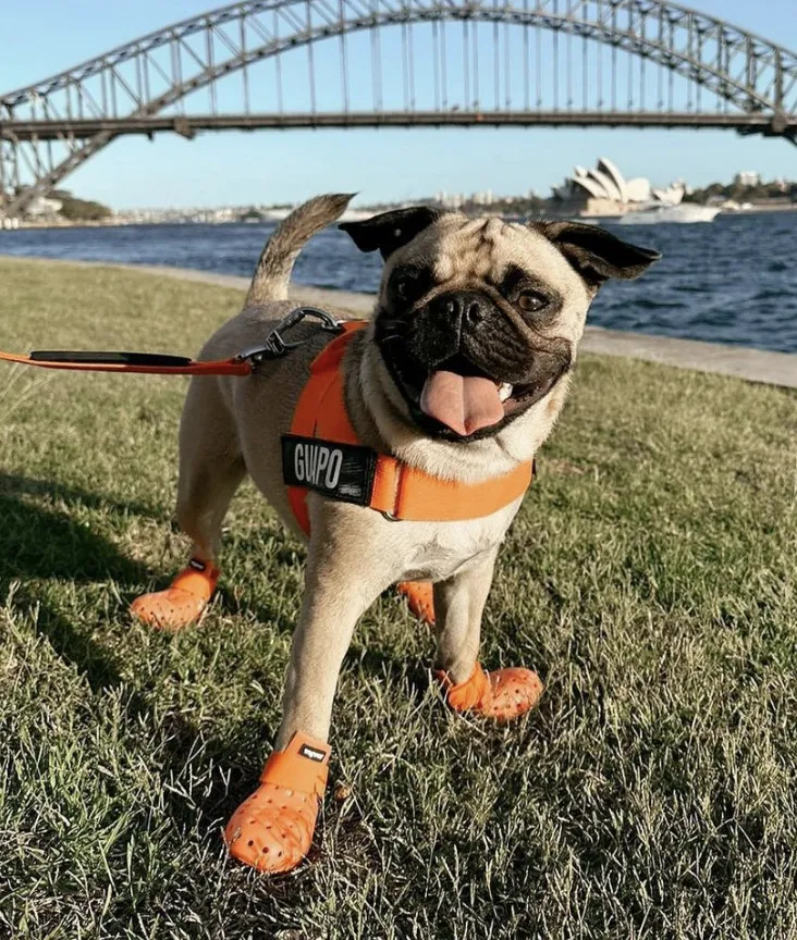 Wagwear WagWellies Mojave Neon Orange